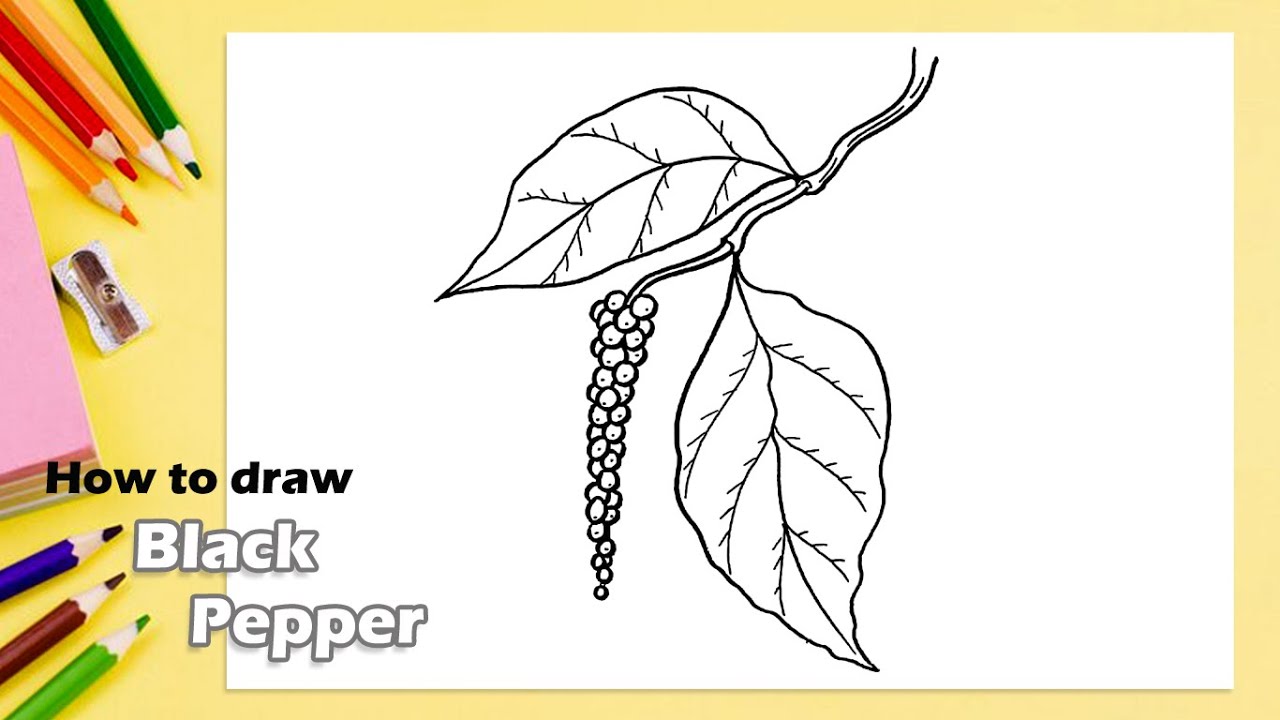 How to draw Black Pepper YouTube