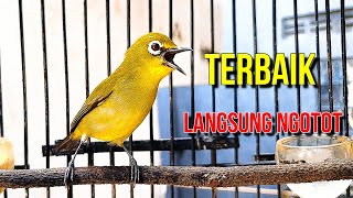 Pikat pleci TERBAIK, Terbukti AMPUH bikin LANGSUNG NGOTOT