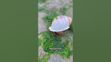 Gặp con ốc mượn hồn nên cầm lên nhìn