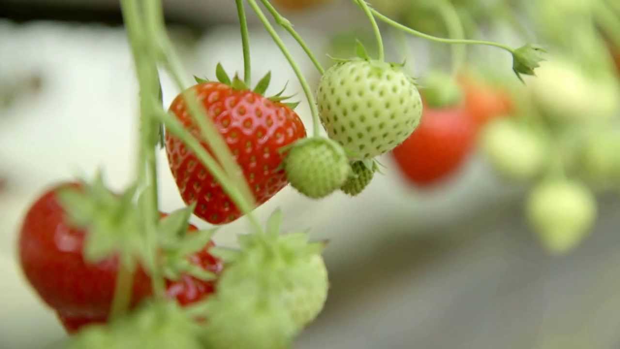 Blairgowrie farm YouTube