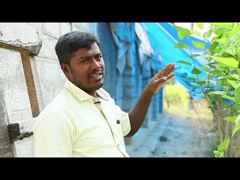 Video Sericulture is a profitable passion - youtube