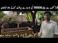 katta Farming in pakistan // How to start Katta Farm // 90 thousand monthly profit from 18 calves