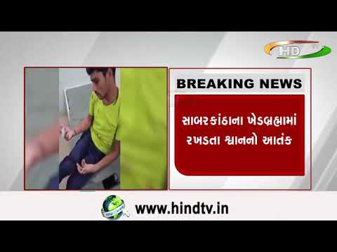 સાબરકાંઠાના ખેડબ્રહ્મામાં રખડતા શ્વાનનો આતંક