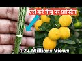 नींबू के पौधे की ग्राफ्टिंग कैसे करें | How to garft lemon plant | V Grafting Technique