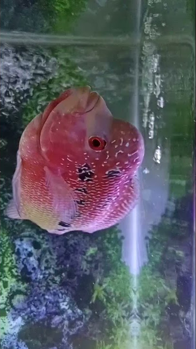 camfa F3 Mongkol,jual cepat aja.size 12cm