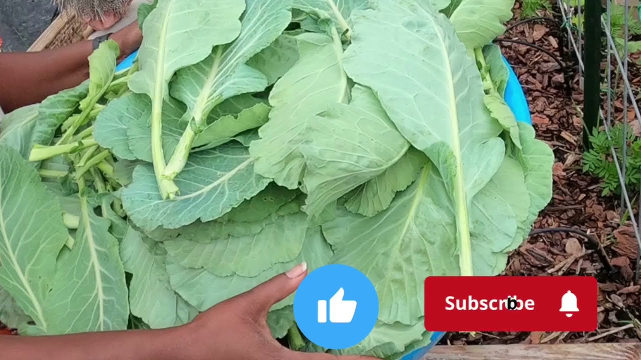Bountiful Spring Harvest Final Collard Green Harvest of the Season! 