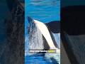 Orcas Have Grandparents 😳🐋