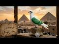 هل تعلم ما هو فرد الحمام اللى ب قرش