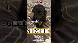 TOP 3 BLACK CHIHUAHUA MOMENTS #dogs #youtubeshorts