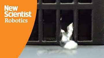 Watch magnetic robot melt from solid to liquid to navigate confined spaces