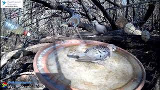 Cape turtle dove taking a super cool bath in the birdbath