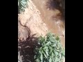 Noman Rani Akwai Albarka Sosai Yau Gani A Gona Noman Rani Akwai Albarka Sosai Yau Gani A Gona