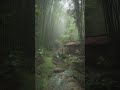 🌧️ Cozy Bamboo Hut Rain Sounds That'll Put You to Sleep in Minutes #thunderstorm #rainsounds #shorts