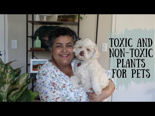 portulacaria afra toxic to dogs