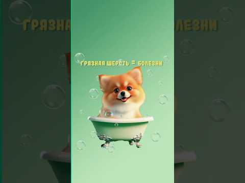 Для чего нужен груминг? #dog #pets #pet #cat