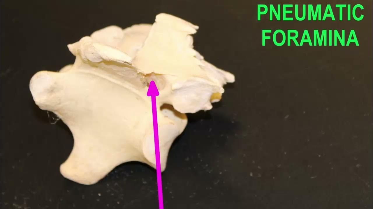PNEUMATIC BONES IN BIRDS and their ancestors YouTube