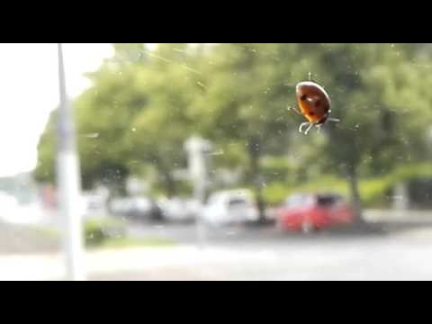 Tocotronic - Sag alles ab