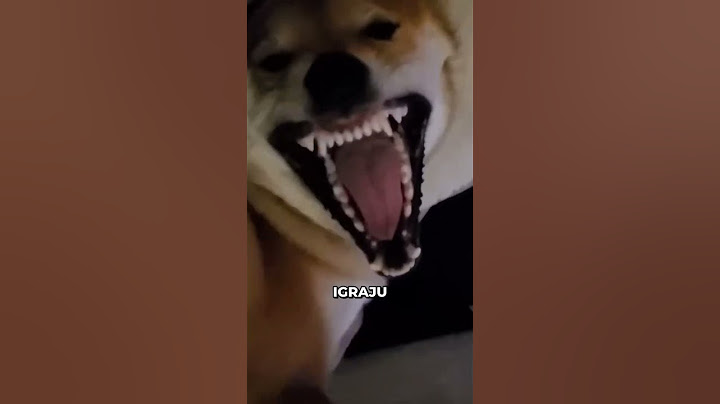 Kako ovaj pas SHIBA te igrice pa strašno 😅