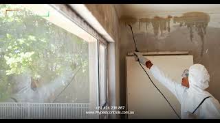 Flea & Tick Control Melbourne 🐾 | Keep Your Pets & Home Safe! | My Pest Control