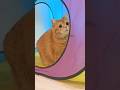 Hero Cat’s Domino Rescue Mission!🚂