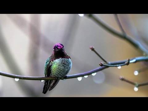 AVE MARIA by Leo Rojas -  HUMMINGBIRD/SOUL BIRD