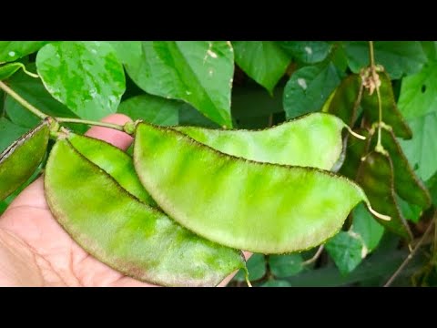 shokher bagan 2020/how to care for bangladeshi seem/aynna uri/lablab runner bean