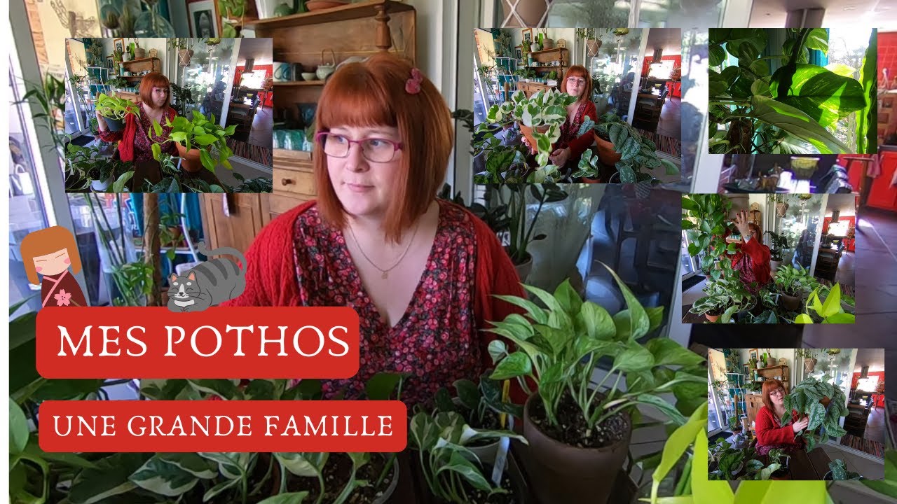 🌿MES POTHOS🌿 une grande famille ET MA PLANTAGERE bien garnie🌿