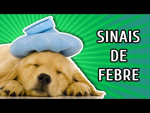 Vídeo: Os cães podem ter febre?