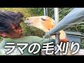 【大苦戦】ラマの毛刈りでツバの洗礼を受けまくる飼育員たち