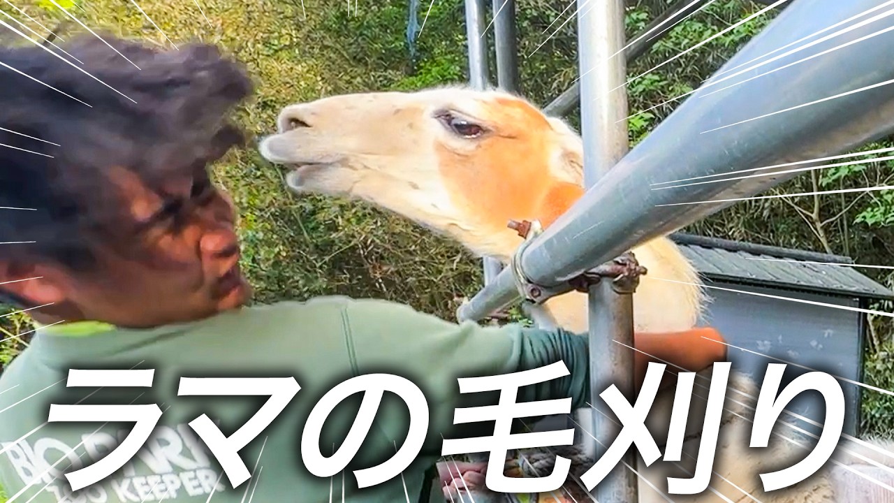 【大苦戦】ラマの毛刈りでツバの洗礼を受けまくる飼育員たち