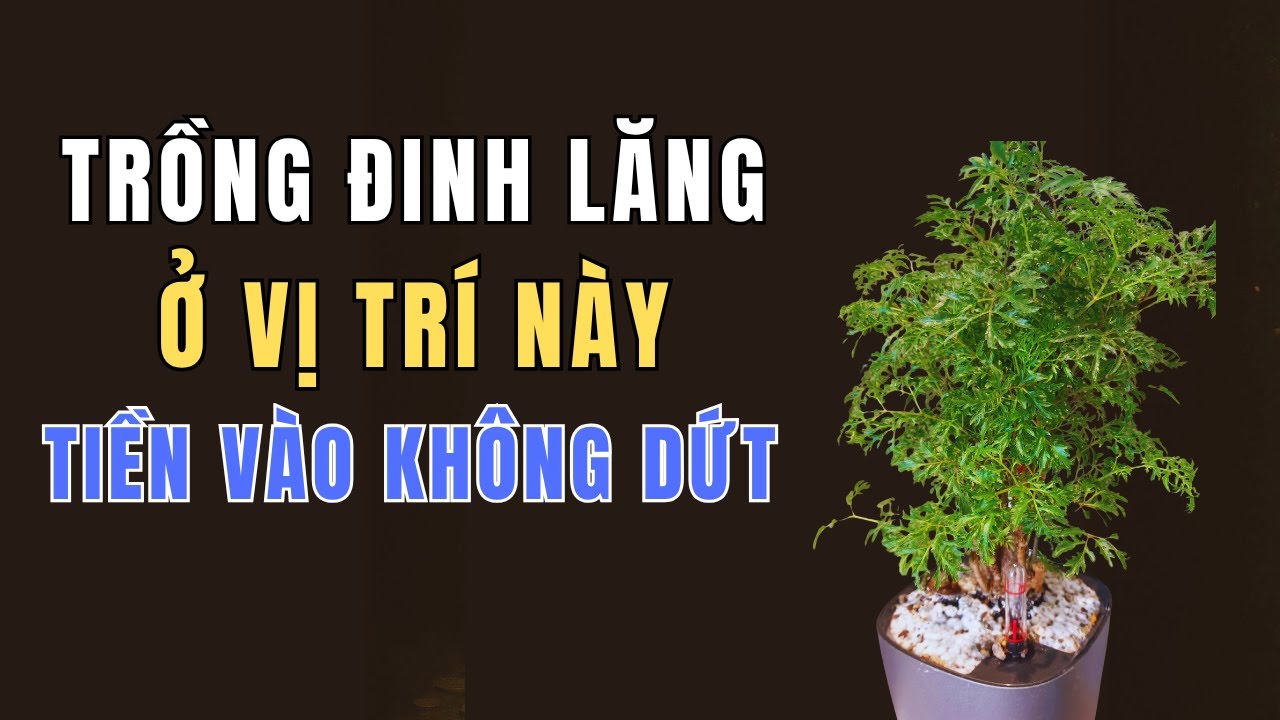 Trồng Cây Đinh Lăng Đúng Vị Trí Này – Gia Đình Hết Nghèo, Phúc Lộc Ùn Ùn Chảy Vào Nhà