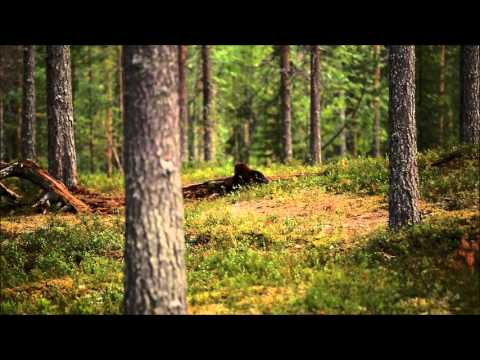 Video: Kjærlighet Og Hat: Tømmerbygging I Finland Og Russland
