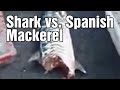Shark vs Spanish Mackerel Exmouth, Western Australia