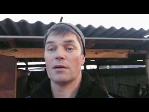 Стельная корова или нет.