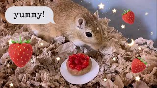 making a berry tart for my gerbil 🐹🎂🍓 (recipe included) 4TH OF JULY TREAT! 🇺🇸