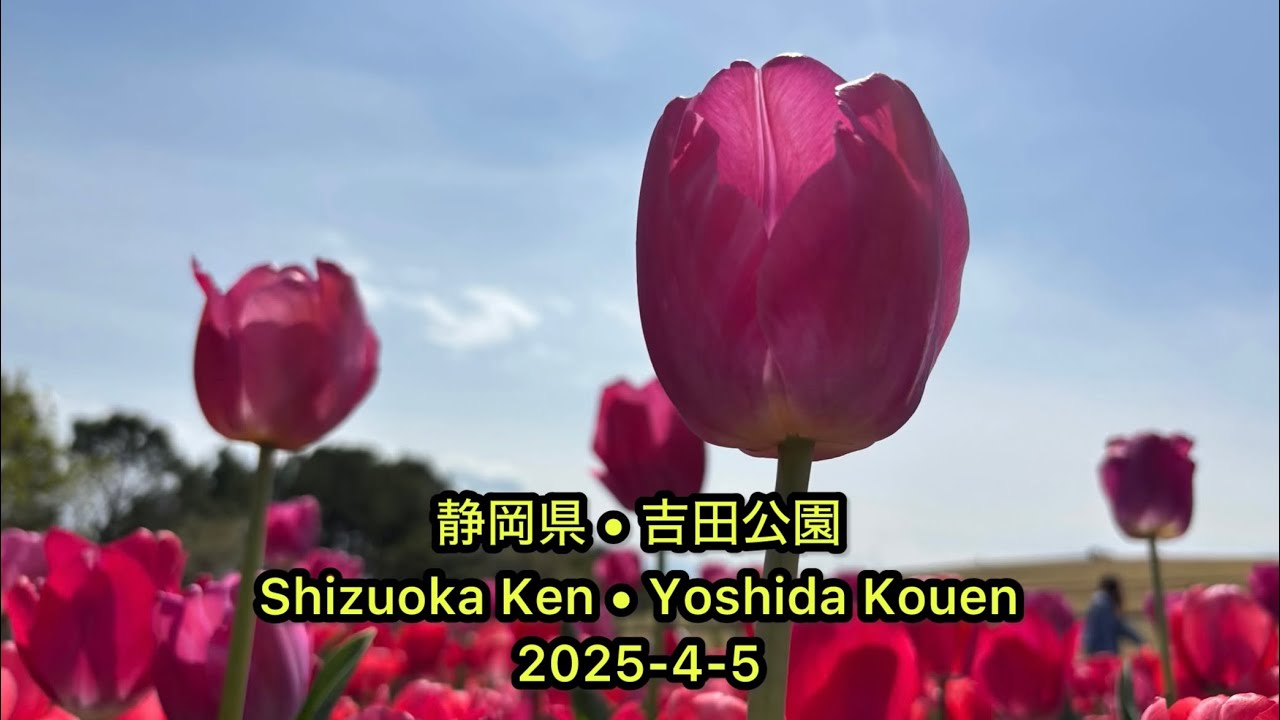 静岡県•吉田公園 (Shizuoka Ken • Yoshida Kouen) 2025-4-5 [4K]