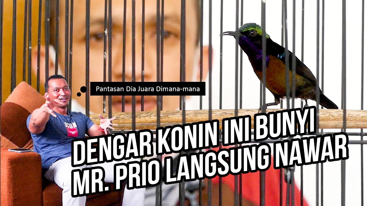 Lihat Konin Ini Mr. Prio Auto Nawar. Episode #2