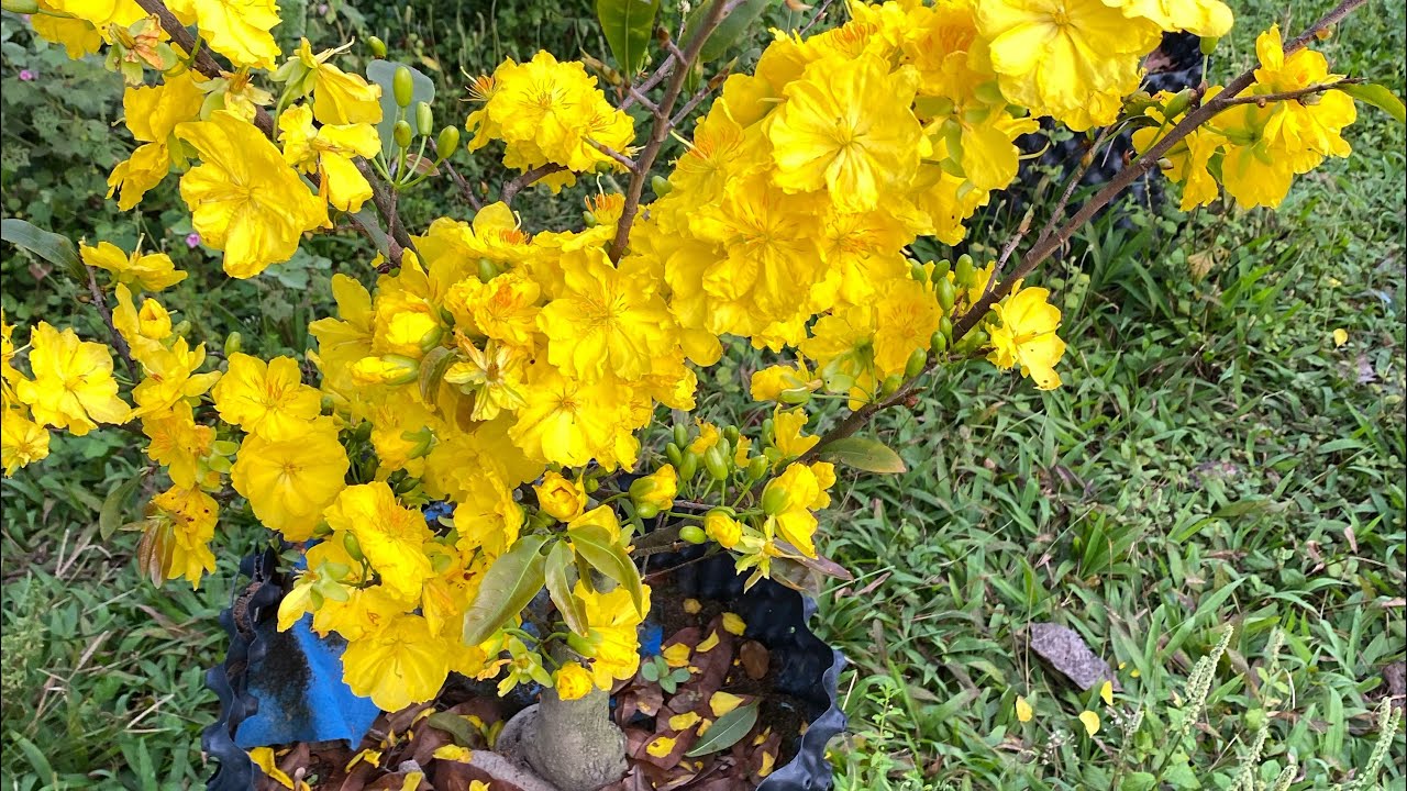 Sbbl nở đạt quá