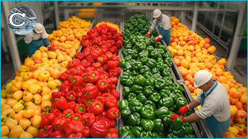 How MILLIONS of Colorful Bell Peppers Are Grown And Sorted Every Day