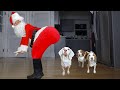 Dogs are Shocked by Twerking Santa! Funny Dogs Maymo, Indie &amp; Potpie Get Christmas Dance Party