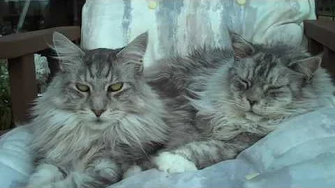 Watch the video about Happy Maine Coon Cats