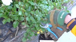 Download 玫瑰系列之修剪in Mp4 And 3gp Codedwap