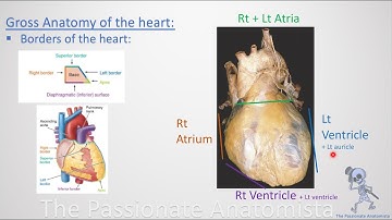 CVS module - Heart surfaces, borders & external features (concept2)