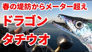 [fishing]2020年春！青物・太刀魚狙いで和歌山釣行！堤防からドラゴンタチウオ&青物！ルアーアクションで釣果が変わる！[Hairtail]