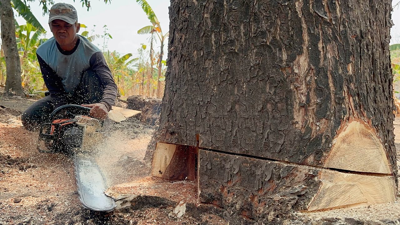 Strong and fast‼️ Stihl ms881, cut down 2 trees leaning towards the ...
