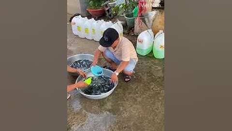 TRẠI CÁ GIỐNG ÚT ME- Tam Nông- đồng tháp có đủ các loại cá giống nước ngọt 0909 77 0509