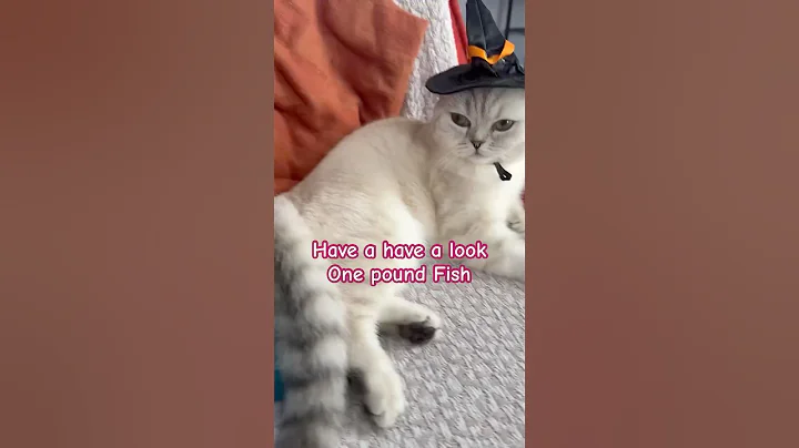 Watch the video about One Pound Fish #funny #scottishfold #cat #cutecat #memes #funny #prettycat