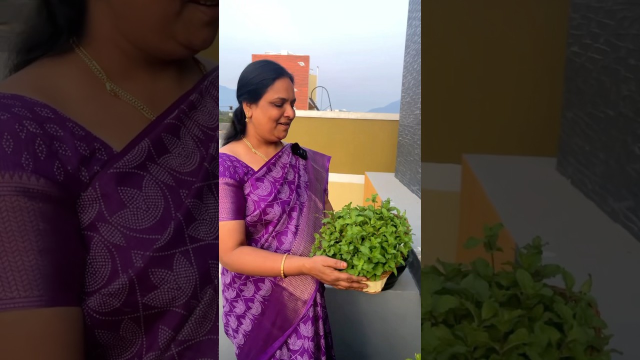 நான் தொட்டில வளத்துருக்க புதினா செடி! #shorts