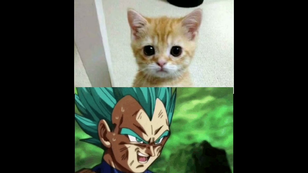 🐈EL GATO VS ANIME 