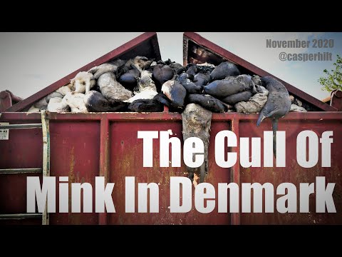 The Cull Of 18 Million Mink In Denmark.